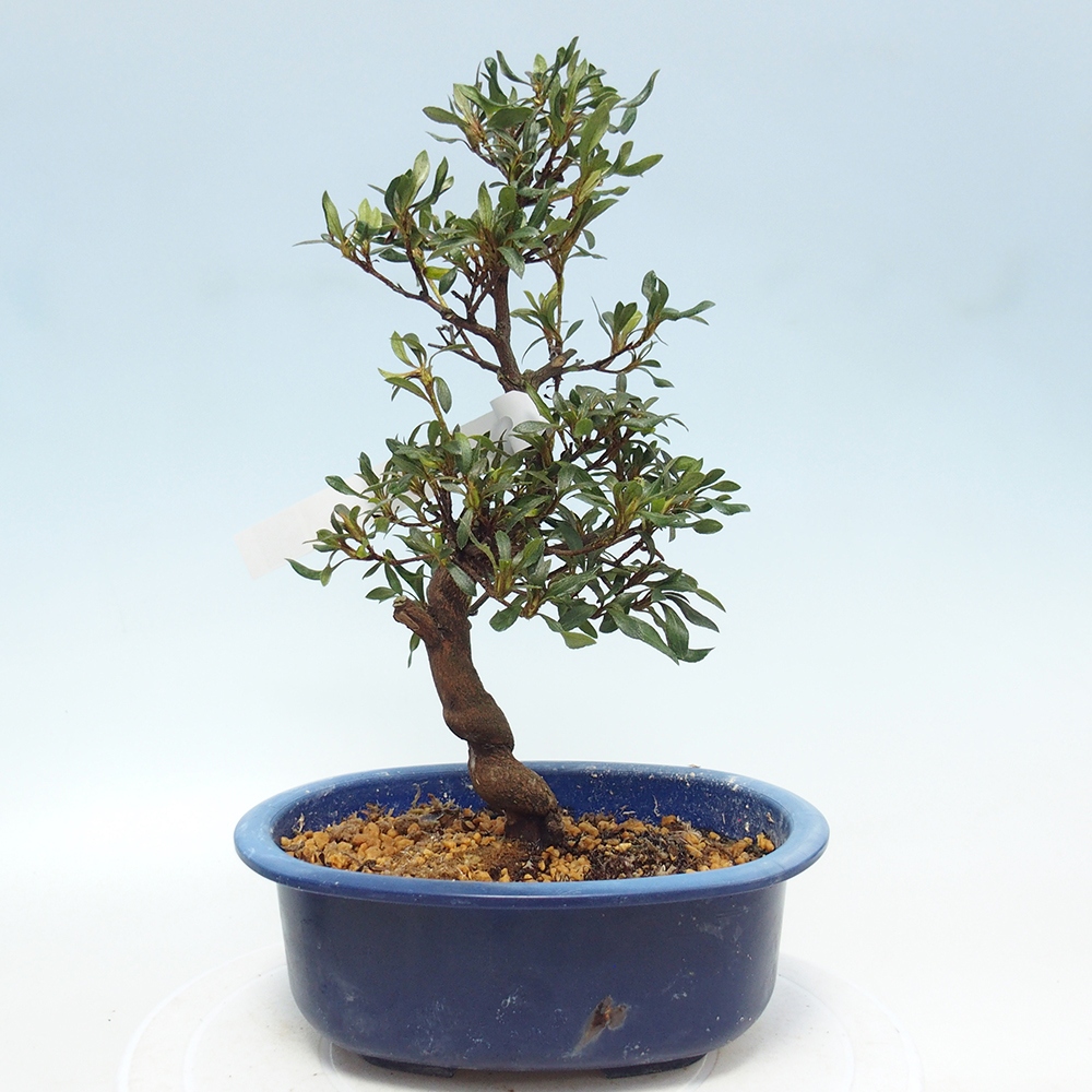 Kültéri bonsai - japán azálea - Azálea CHIHIRO