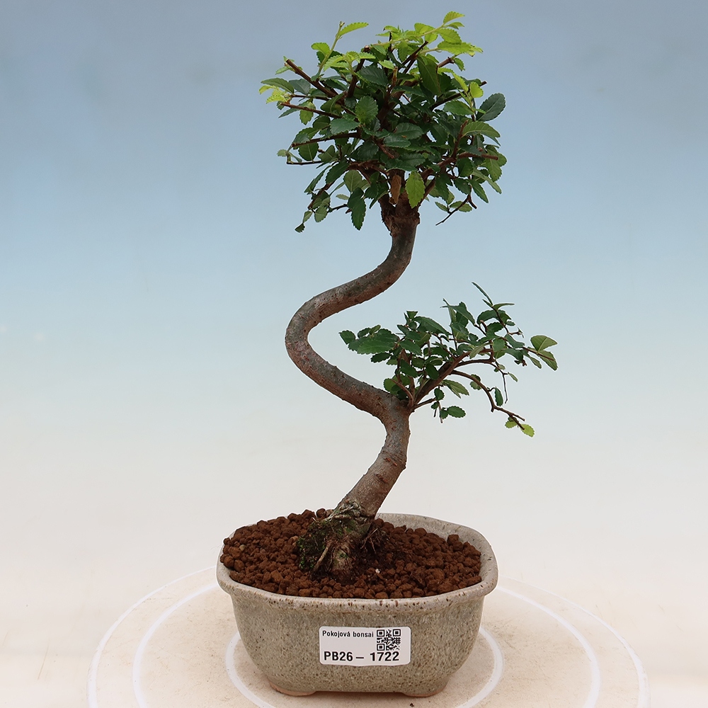 Szobai bonsai - Ulmus parvifolia - Kislevelű szilfa
