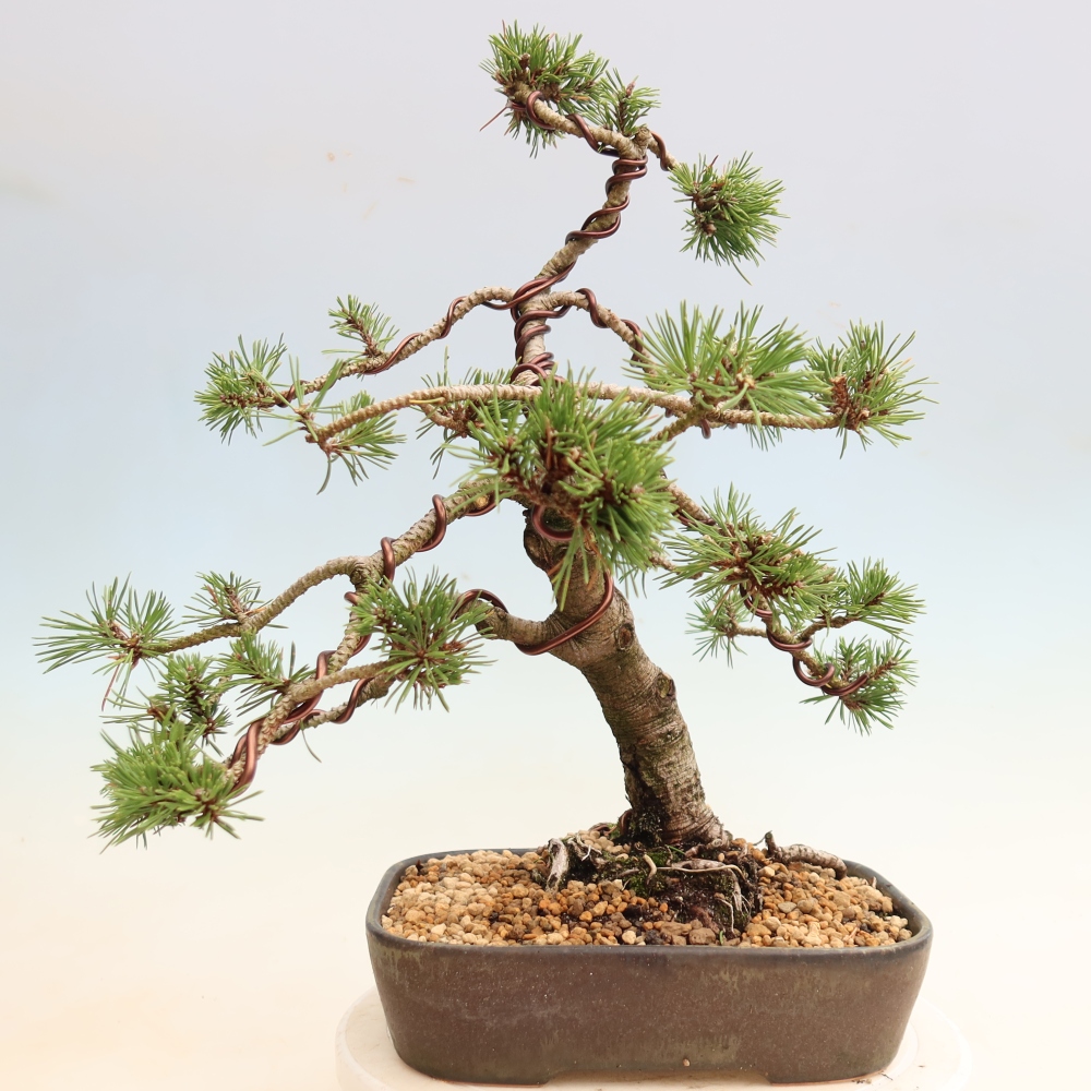 Kültéri bonsai – Pinus mugo Humpy – Törpefenyő