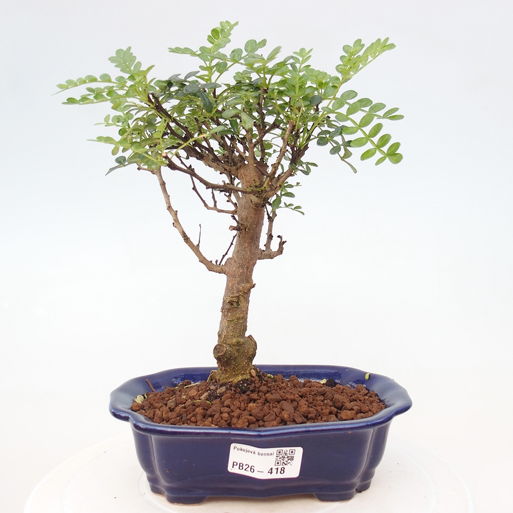 Szobai bonsai - Zantoxylum piperitum - borsfa