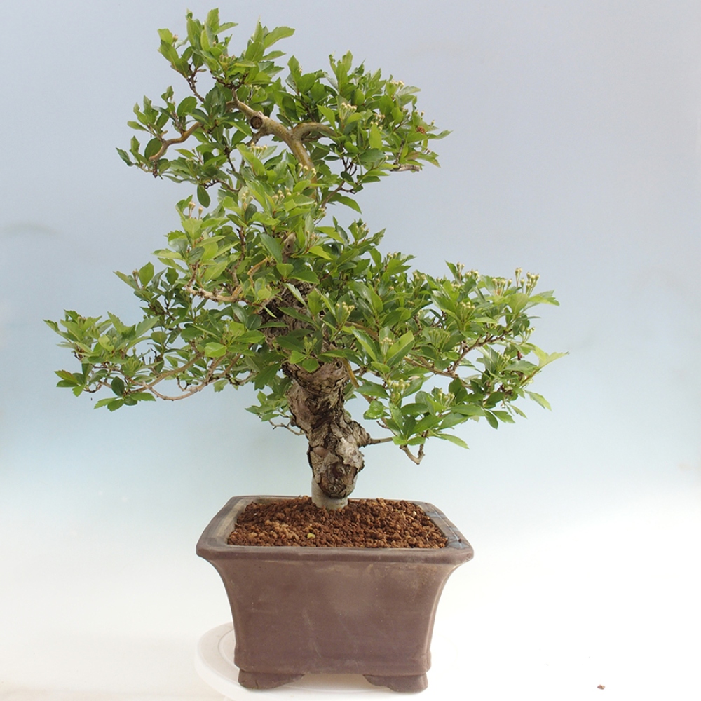 Kültéri bonsai - Galagonya - Crataegus cuneata