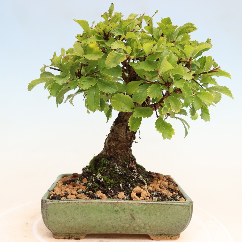 Kültéri bonsai - Zelkova - Zelkova NIRE