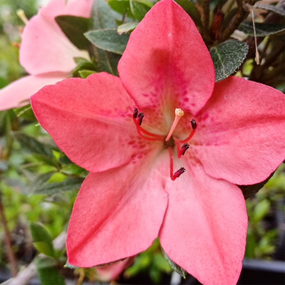 Kültéri bonsai - Japán azálea - Azalea Akari