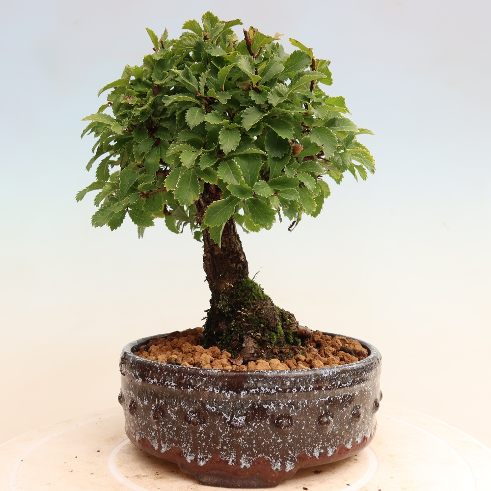 Kültéri bonsai - Zelkova - Zelkova NIRE