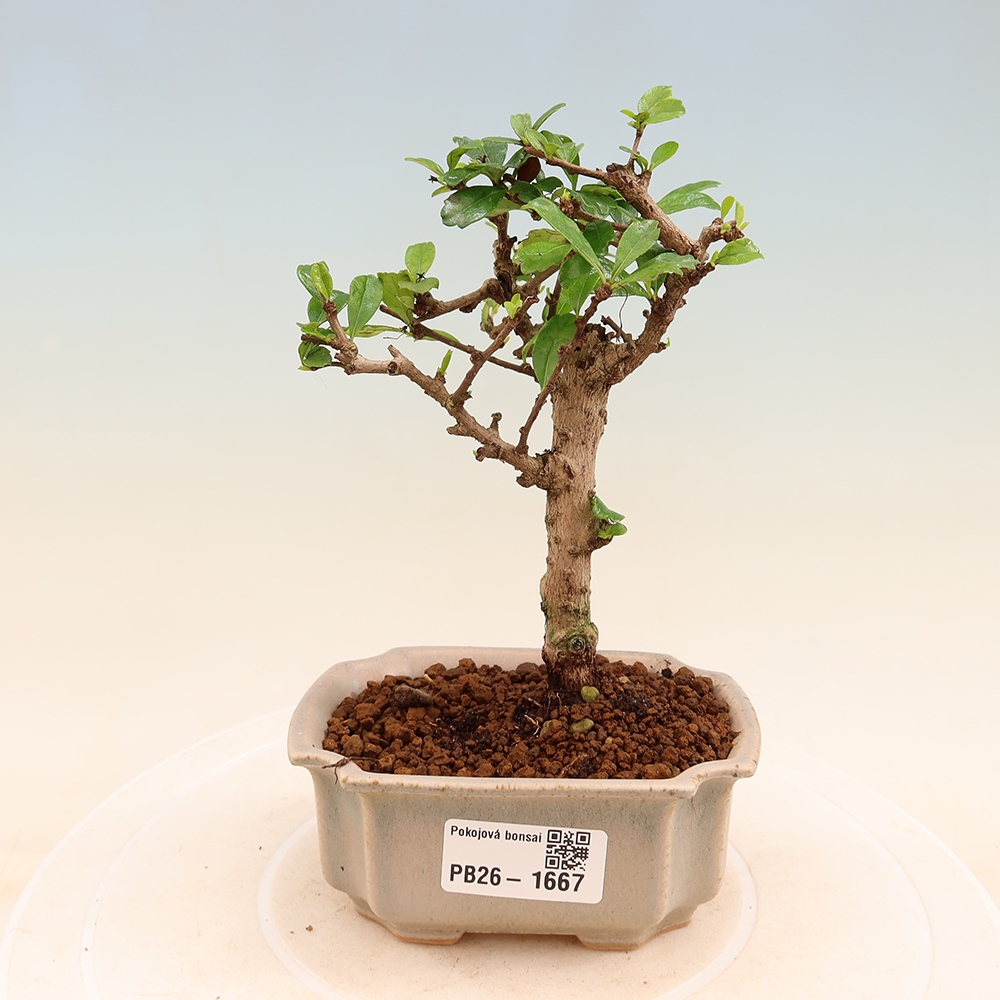 Szobai bonsai - Carmona macrophylla - Tea fuki