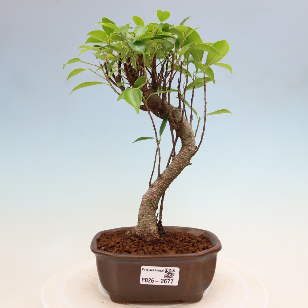 Szobai bonsai - Ficus kimmen - kislevelű fikusz