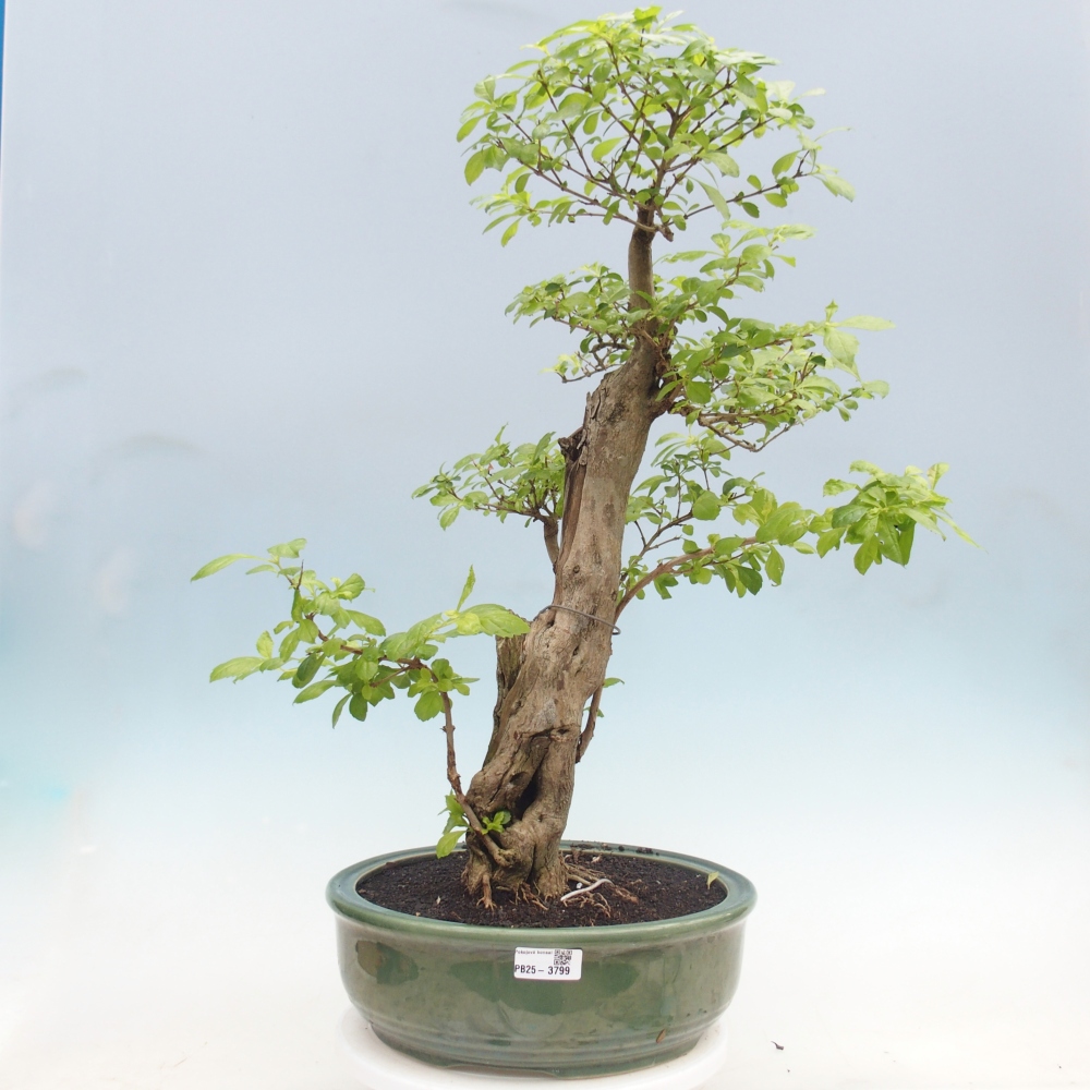 Szobai bonsai - Duranta erecta Aurea - CSAK SZEMÉLYES Begyűjtés vagy raklapos szállítás