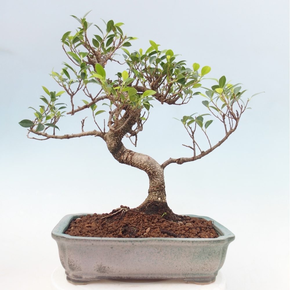 Szobai bonsai - Ficus kimmen - kislevelű fikusz