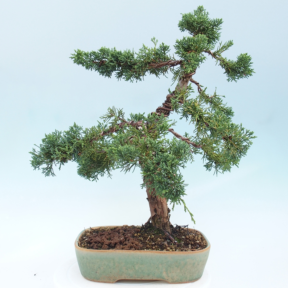 Kültéri bonsai - Juniperus chinensis Kishu