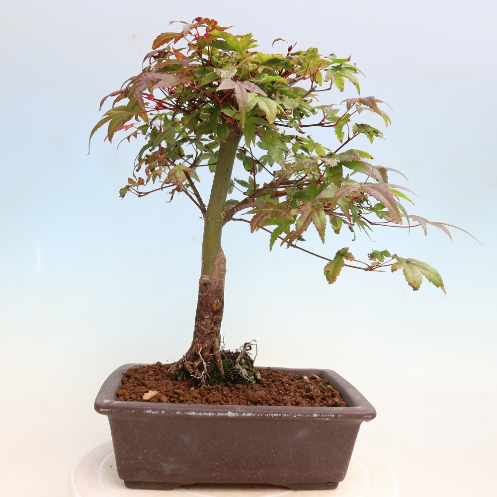 Kültéri bonsai - Acer palmatum DESHOJO