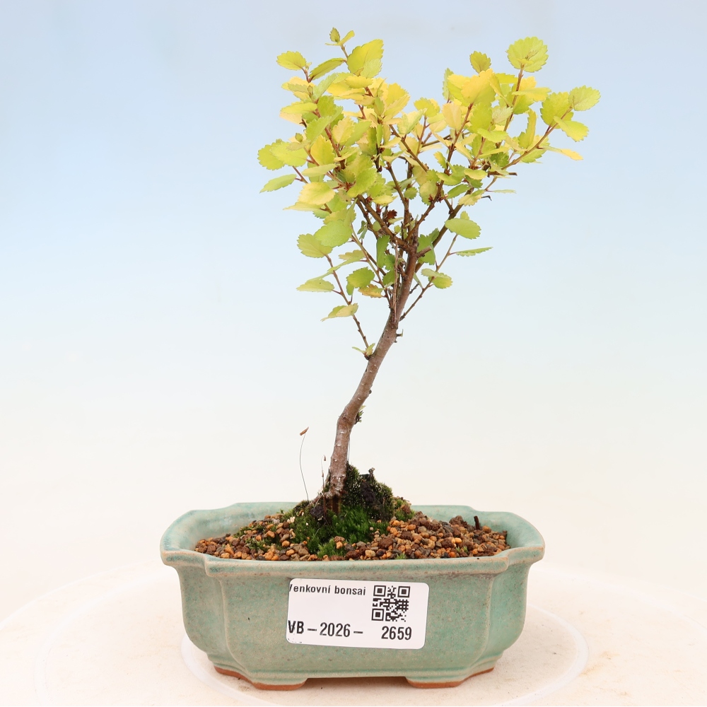 Kültéri bonsai – törpe nyír – Betula NANA Golden Treasure