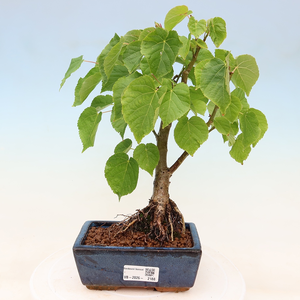 Kültéri bonsai – Szívlevelű hárs – Tilia cordata