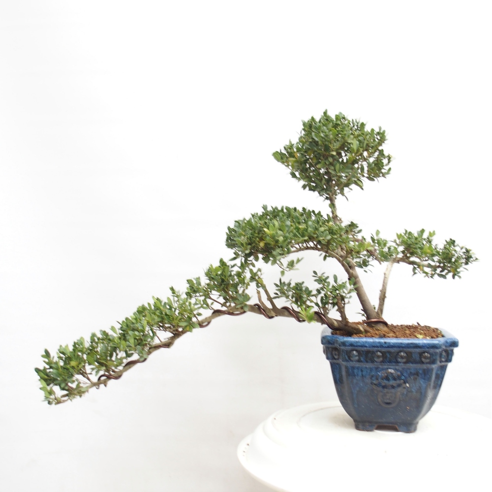 Szobai bonsai - Ilex crenata - Holly