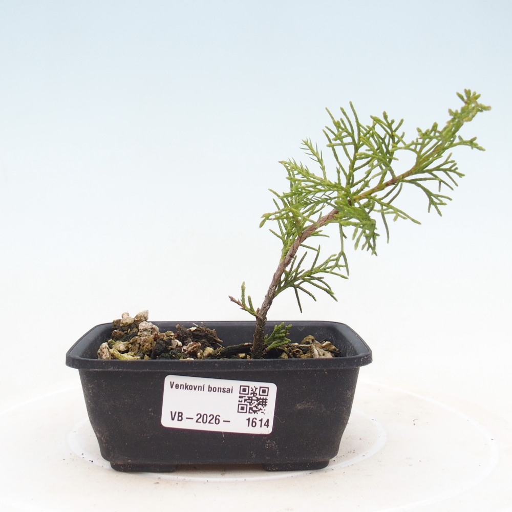 Kültéri bonsai - Juniperus chinensis Itoigawa