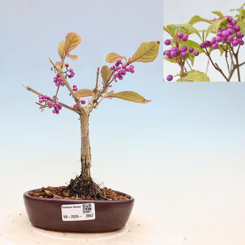 Kültéri bonsai - Callicarpa bodinierova bodinierova profusion