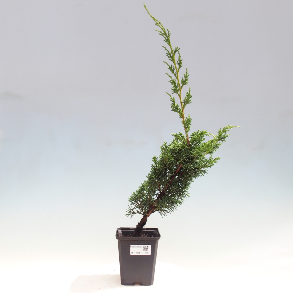 Kültéri bonsai - Juniperus chinensis Kishu