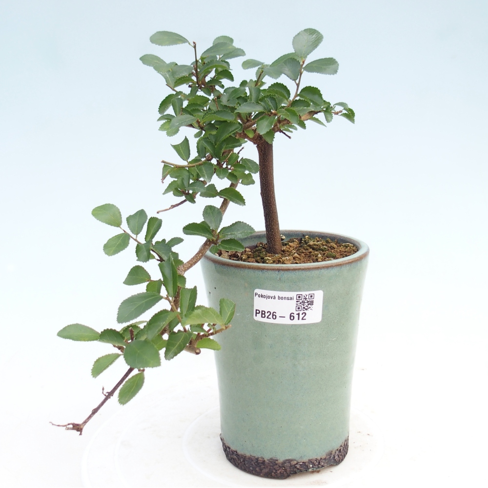 Beltéri bonsai - Grewia occidentalis - Levendula csillaghal
