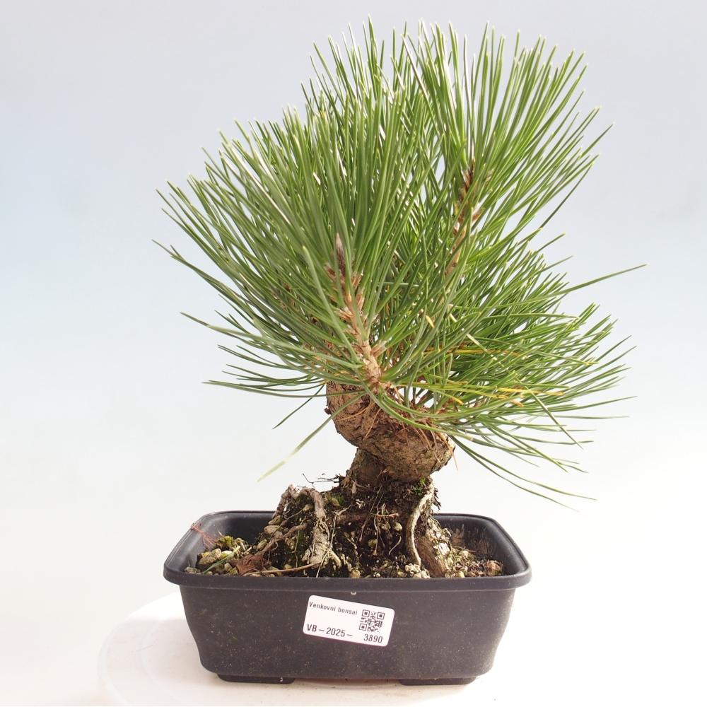 Kültéri bonsai - Pinus thunbergii - Thunberg fenyő