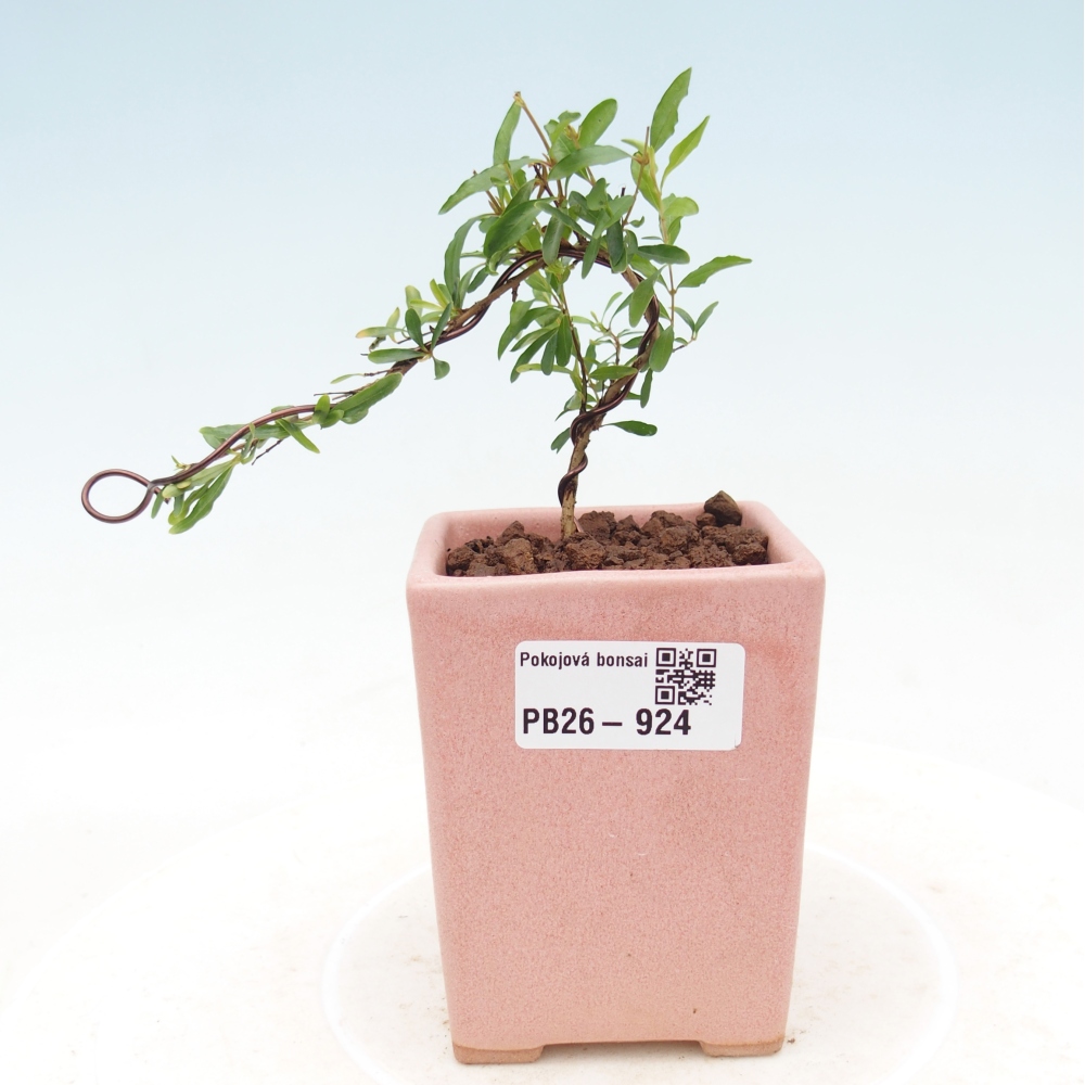 Szobai bonsai-PUNICA granatum nana-gránátalma