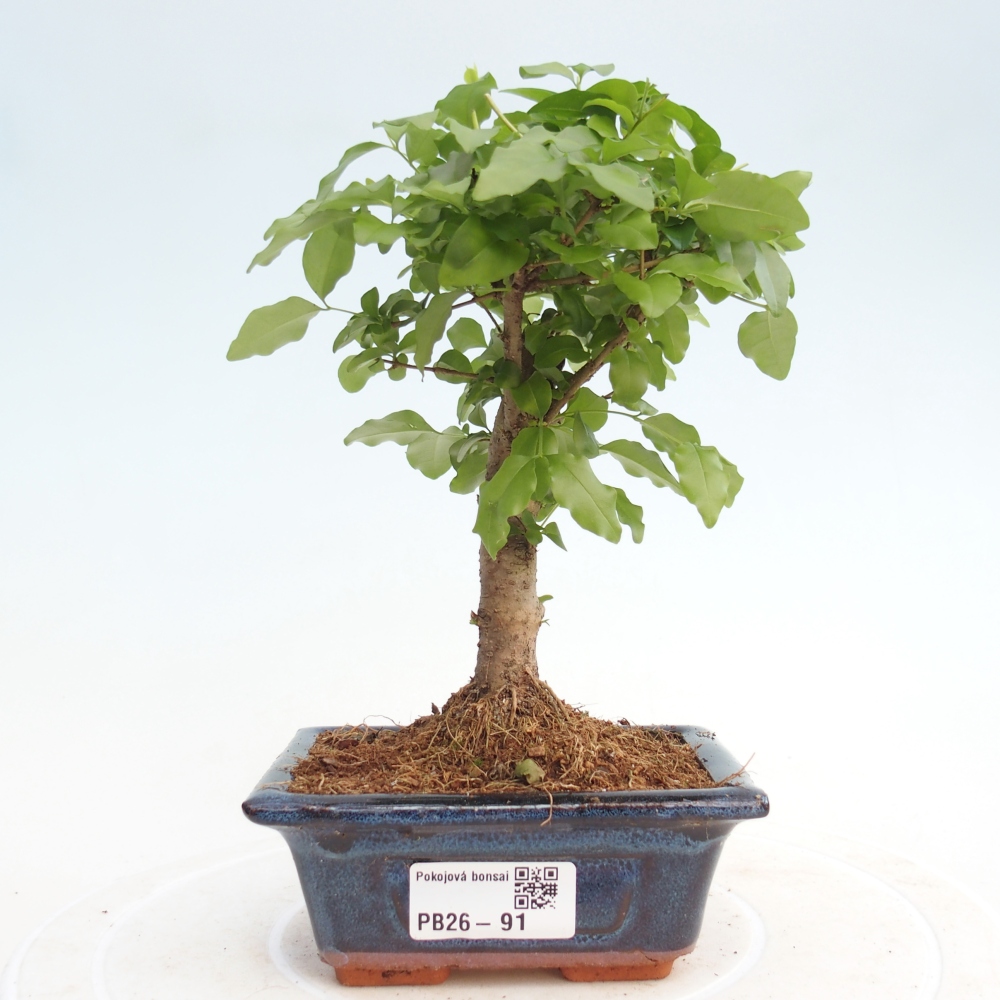 Szobai bonsai -Ligustrum chinensis - Madárcsőr