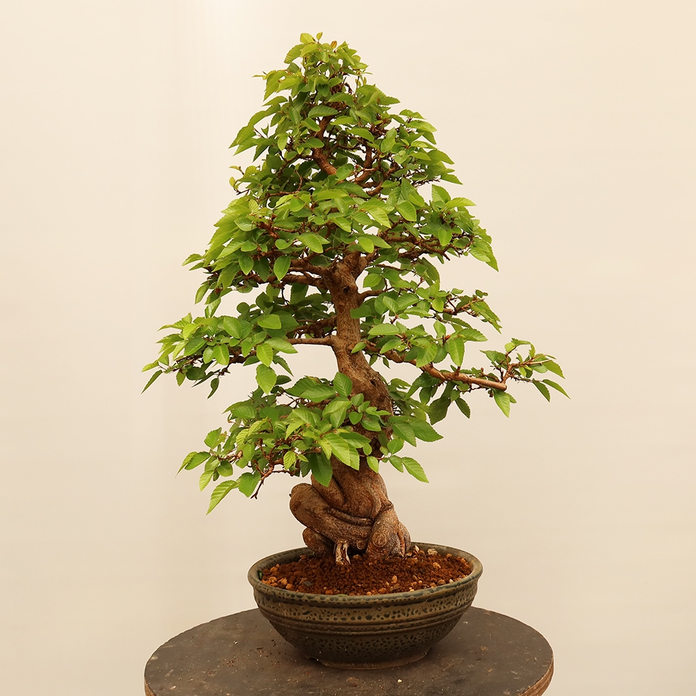 Kültéri bonsai -Carpinus Coreana - Koreai gyertyánfa