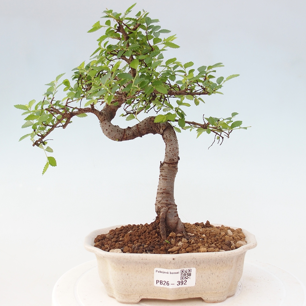 Szobai bonsai - Ulmus parvifolia - Kislevelű szilfa