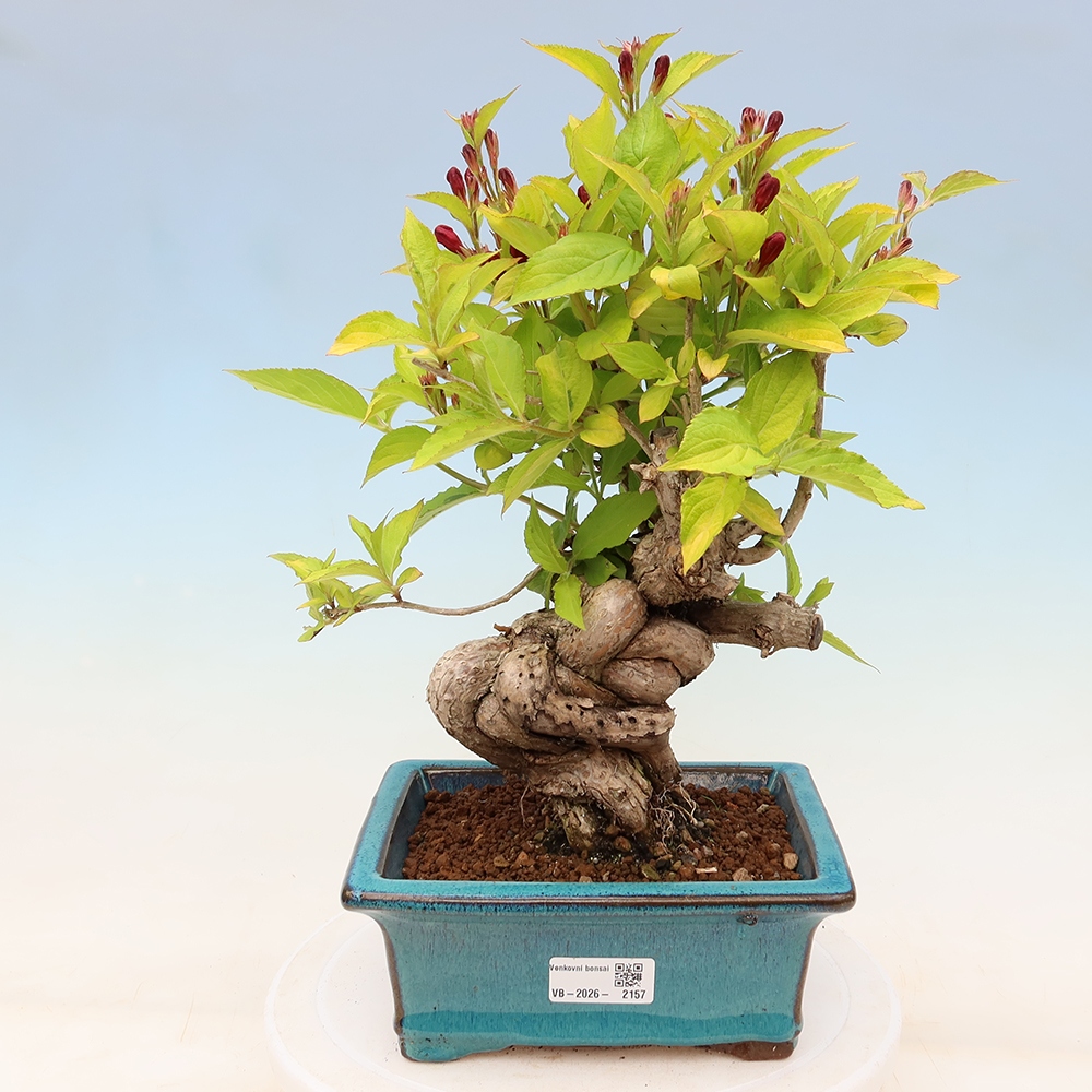 Kültéri bonsai – Weigela subsessilis – Koreai vajgélia