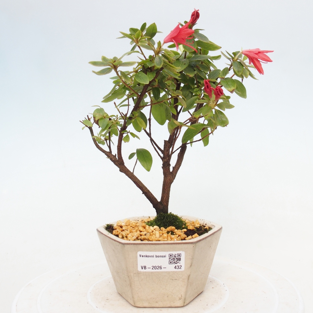 Kültéri bonsai - japán azálea - Azalea sp.