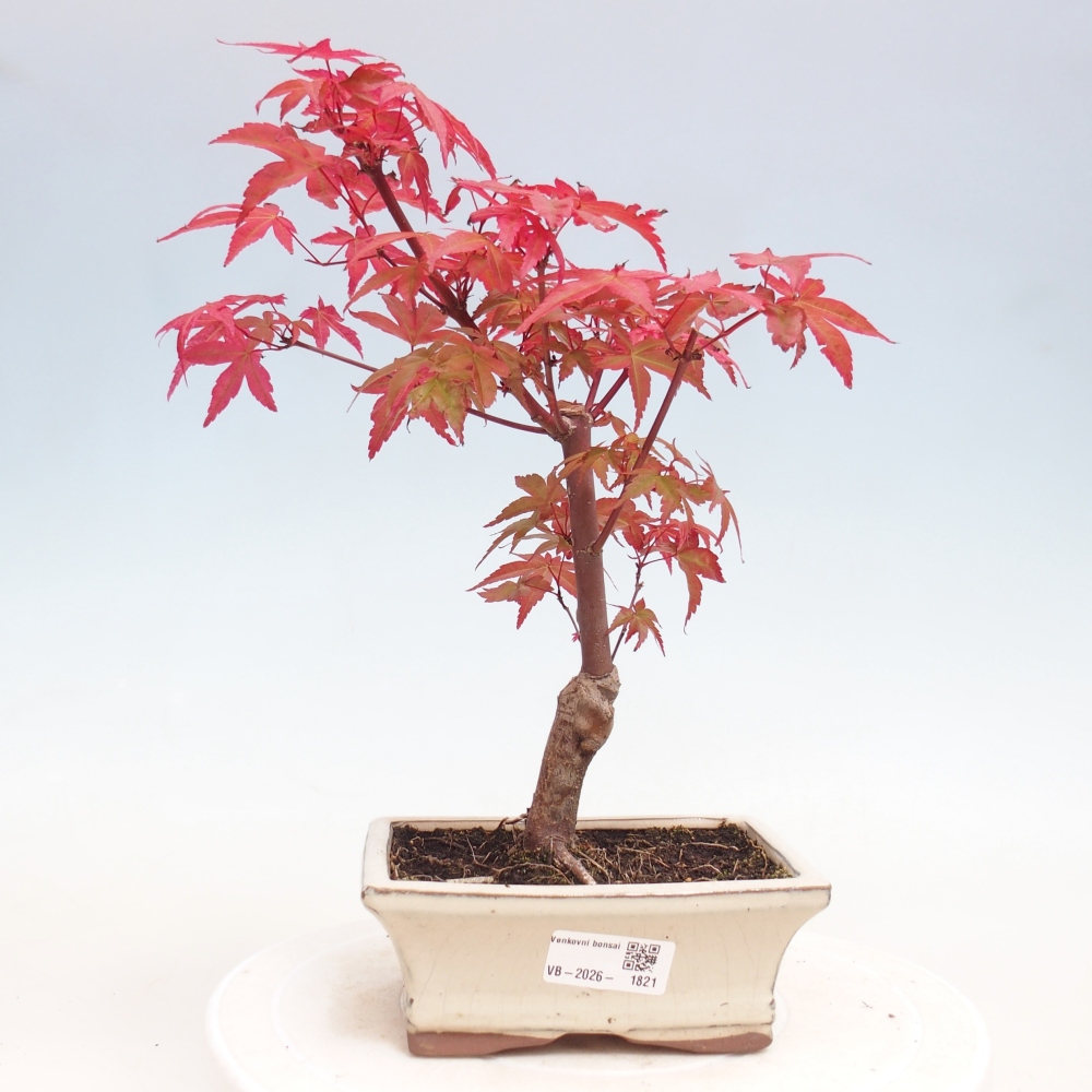 Kültéri bonsai - Acer palmatum DESHOJO