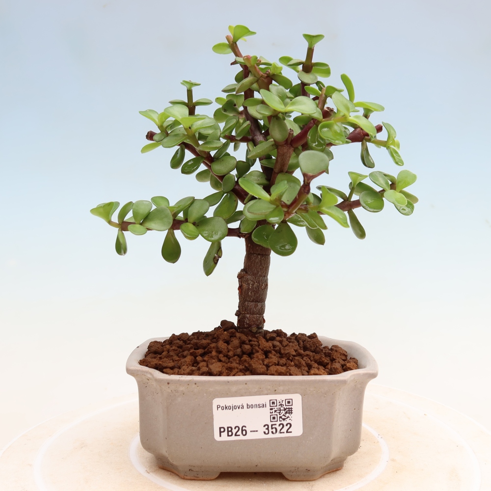 Szoba bonsai - Portulakaria Afra - Tlustice