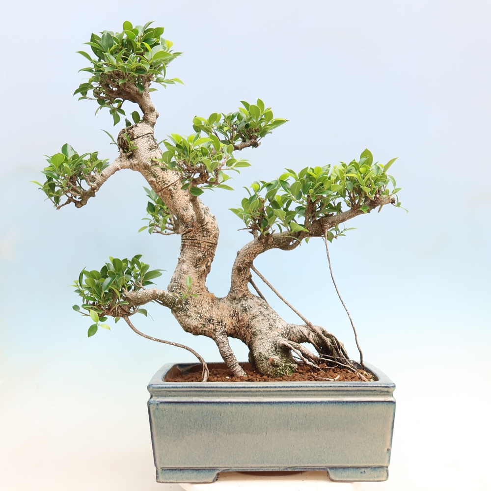 Szobai bonsai - Ficus kimmen - kislevelű fikusz