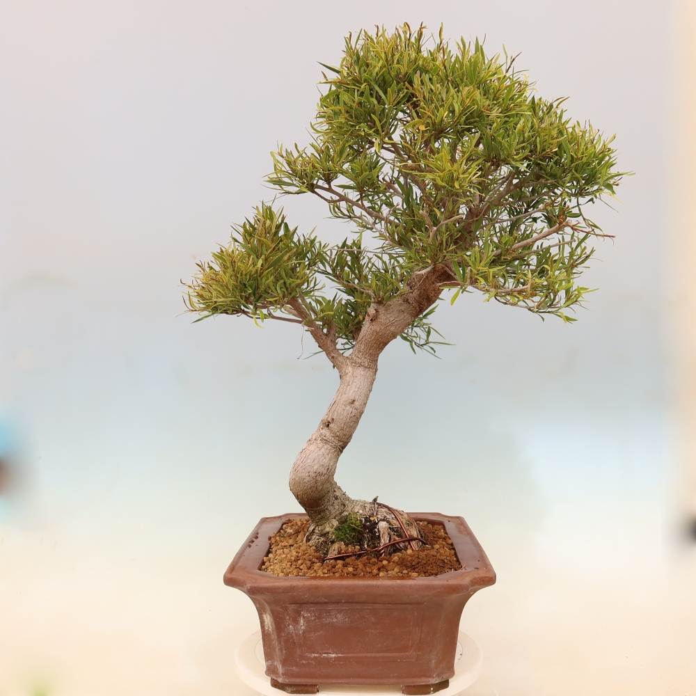 Szobai bonsai - Ficus nerifolia - kislevelű fikusz