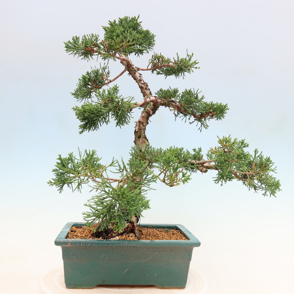 Kültéri bonsai - Juniperus chinensis Kishu