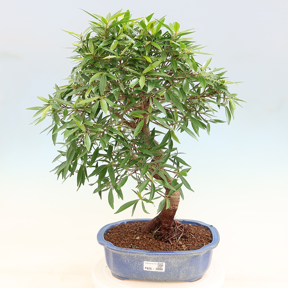Szobai bonsai - Ficus nerifolia - kislevelű fikusz