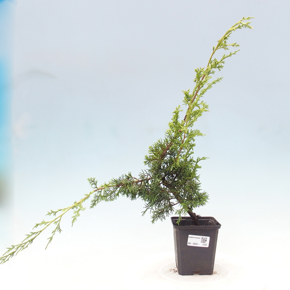 Kültéri bonsai - Juniperus chinensis Itoigawa