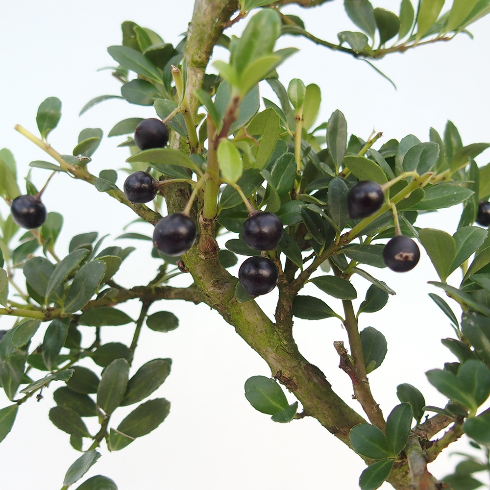 Kokedama alátéttel – Ilex crenata – Magyal