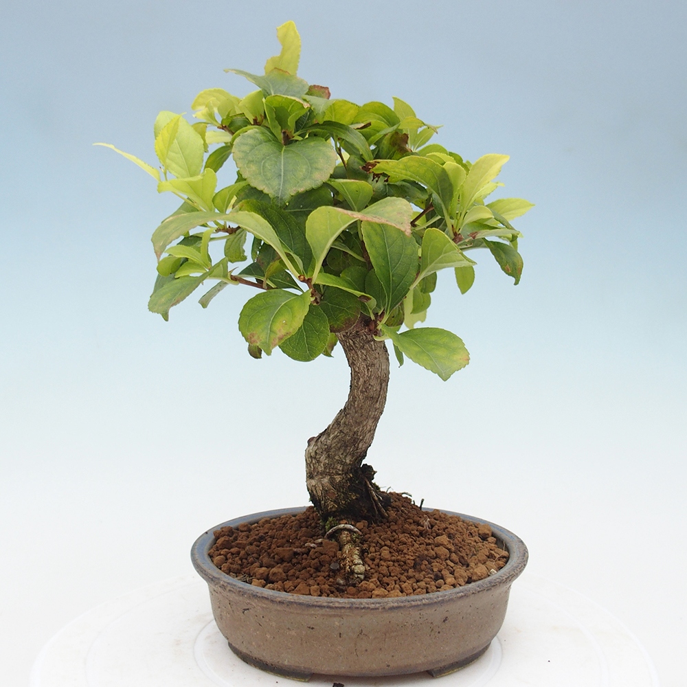 Kültéri bonsai - Celastrus orbiculatus