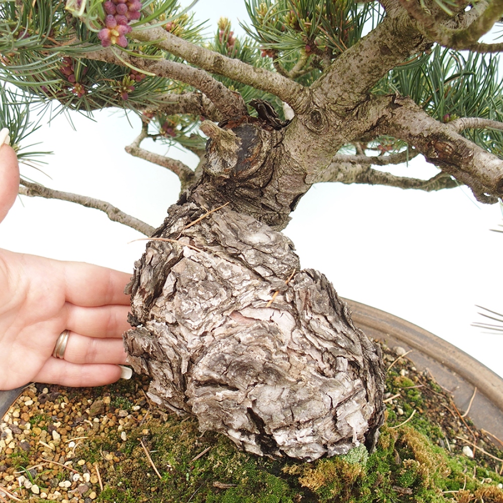 Kültéri bonsai - Pinus parviflora - Pinus parviflora