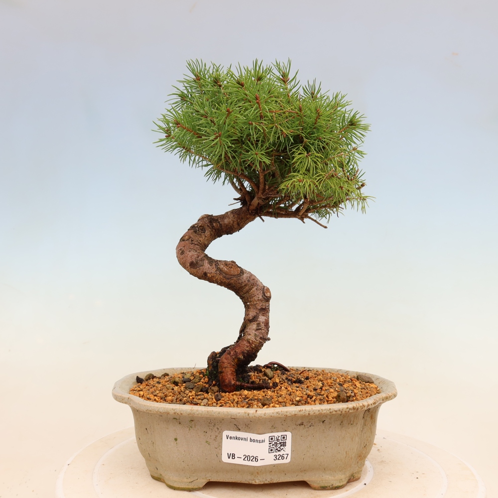 Kültéri bonsai - lucfenyő - Picea glauca globe