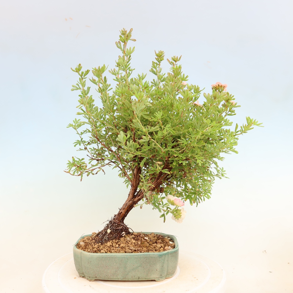 Kültéri bonsai – Cserjés potentilla – Potentilla fruticosa Bellissima