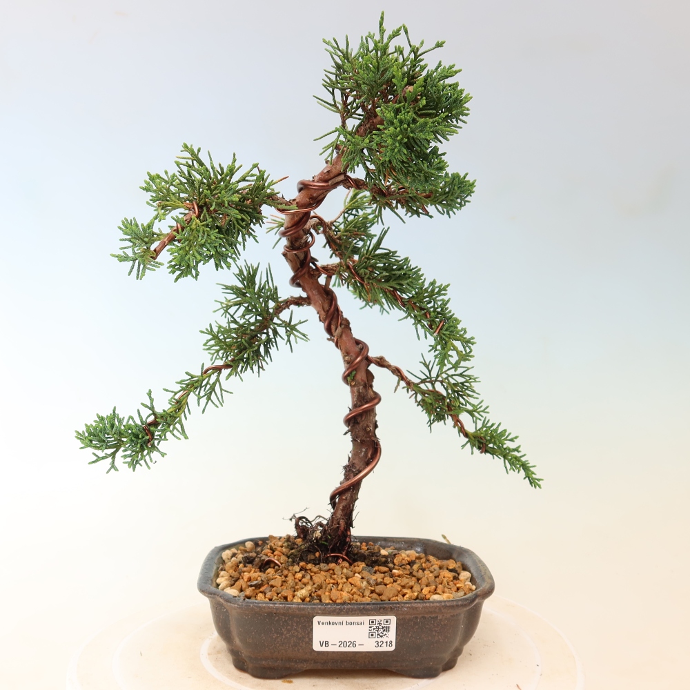 Kültéri bonsai - Juniperus chinensis Kishu