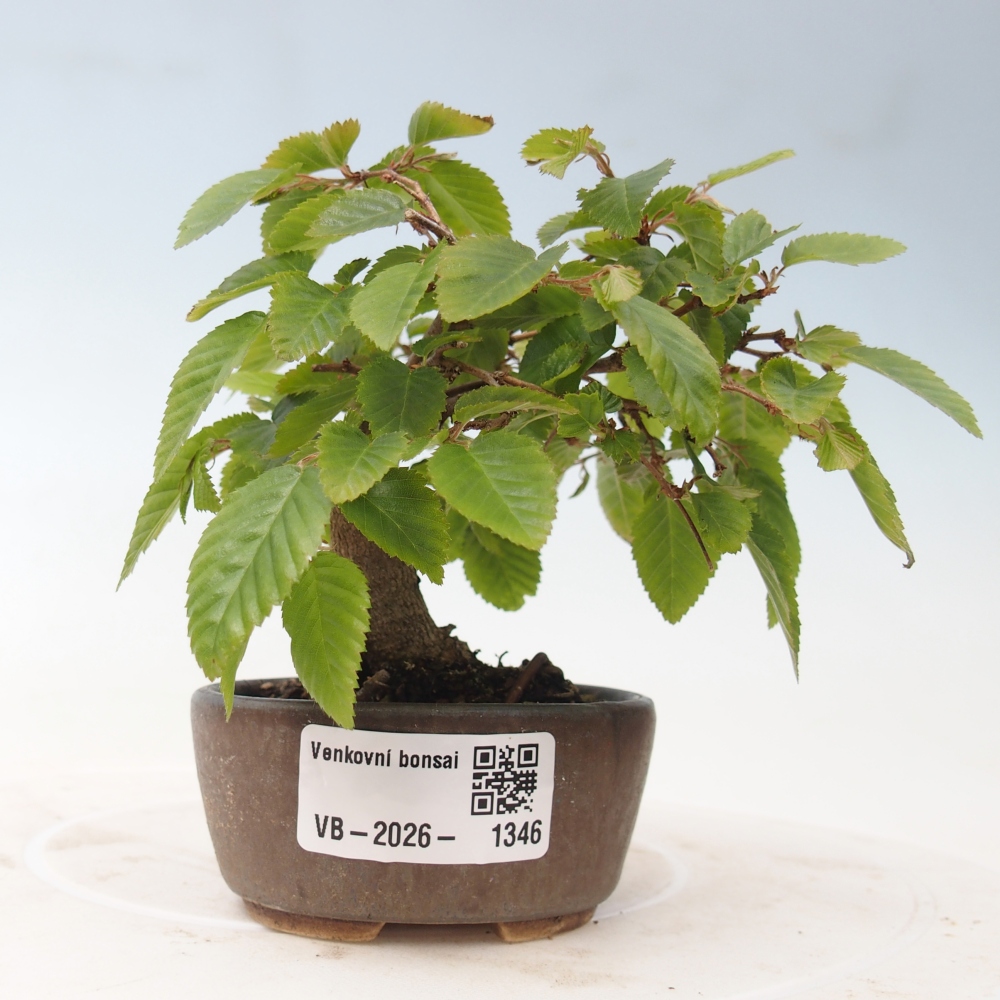Kültéri bonsai -Carpinus CARPINOIDES - Koreai gyertyánfa