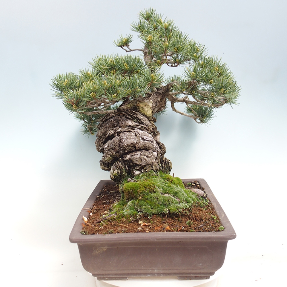 Kültéri bonsai - Pinus parviflora - Pinus parviflora