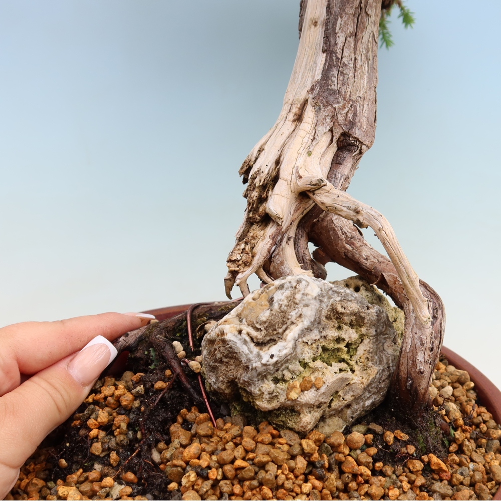 Kültéri bonsai – Juniperus squamata – Pikkelyes boróka