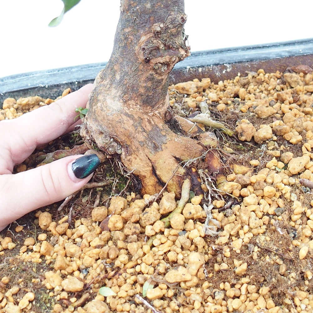 Kültéri bonsai - Japán azálea - Azalea Kisshoten