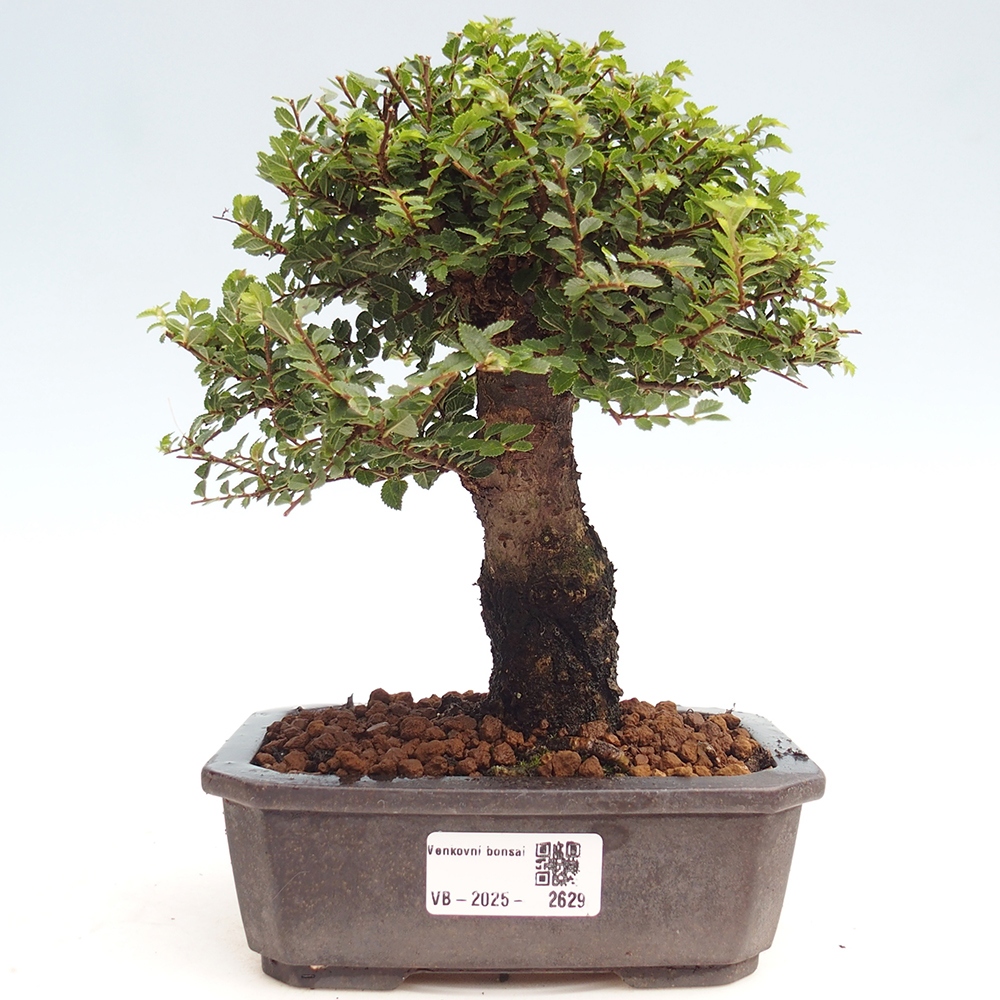 Kültéri bonsai - Ulmus parvifolia Hokkaido - Kínai szil - Ulmus parvifolia Hokkaido