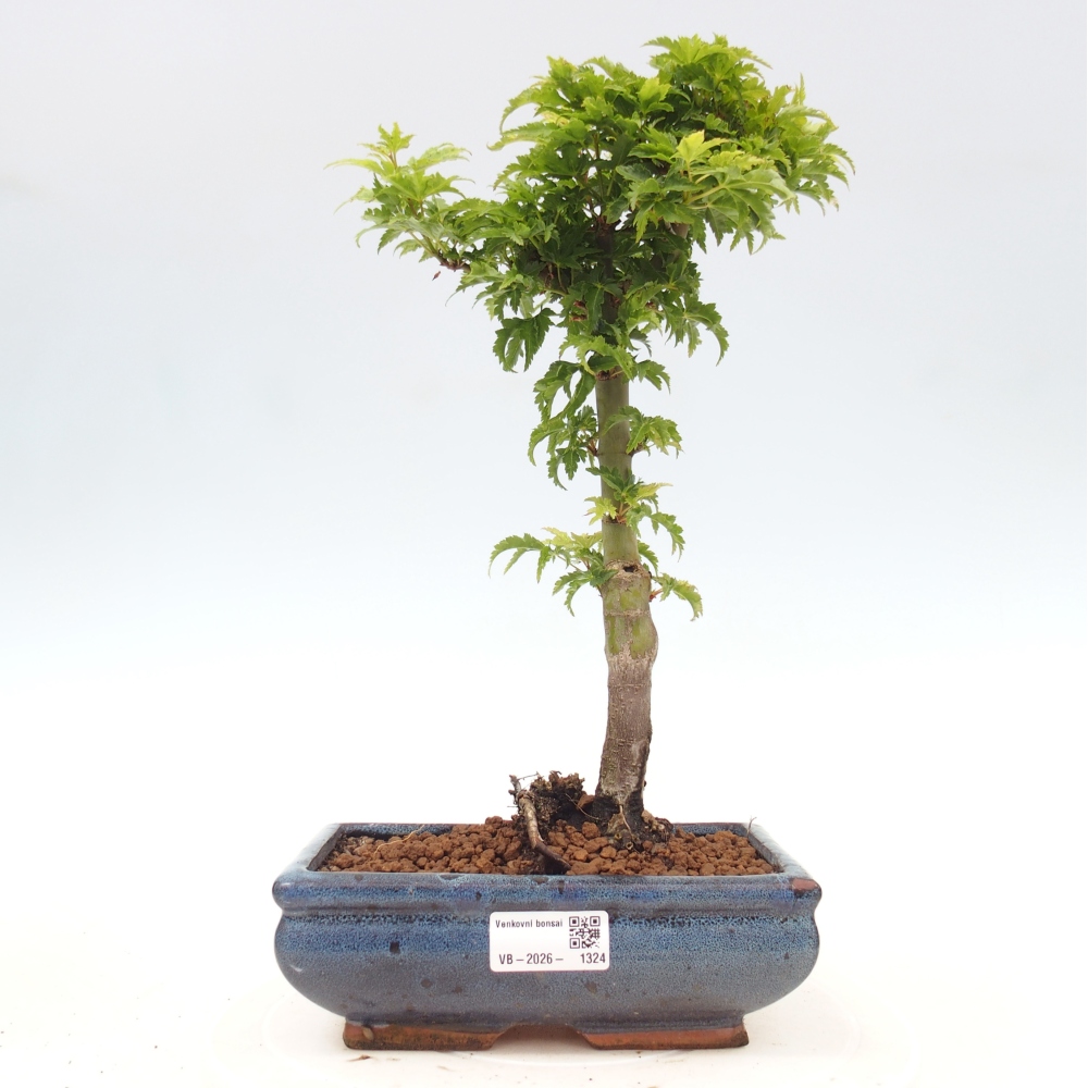 Kültéri bonsai -Javor pálma Acer palmatum Shishigashira
