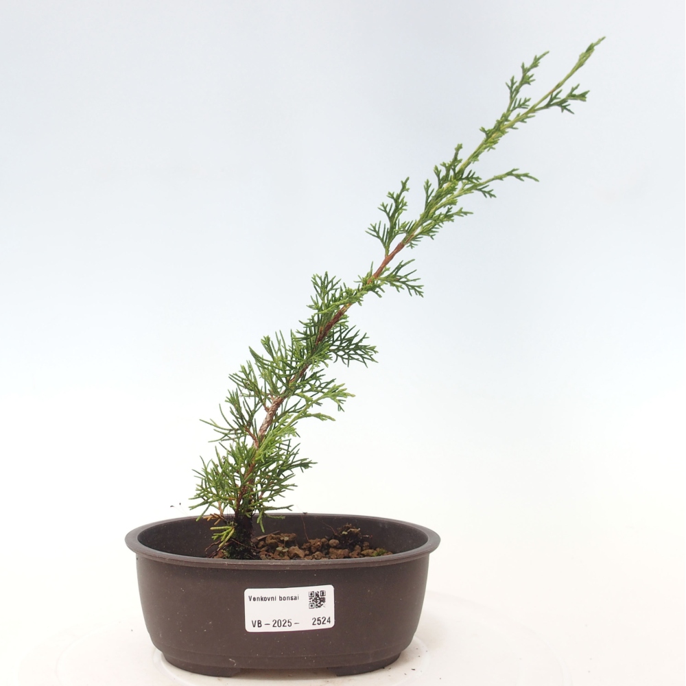 Kültéri bonsai - Juniperus chinensis Itoigawa