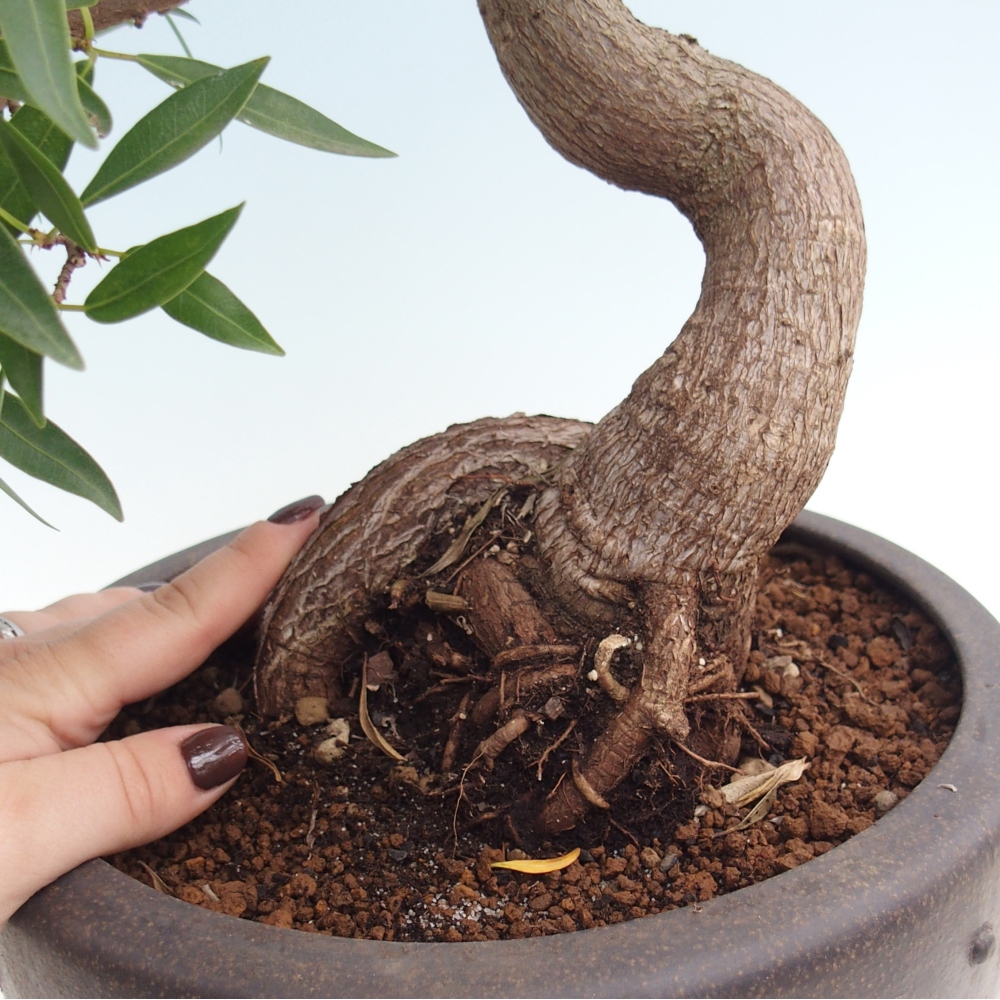 Szobai bonsai - Ficus nerifolia - kislevelű fikusz