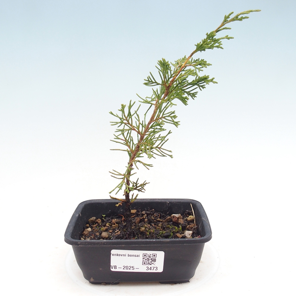 Kültéri bonsai - Juniperus chinensis Itoigawa